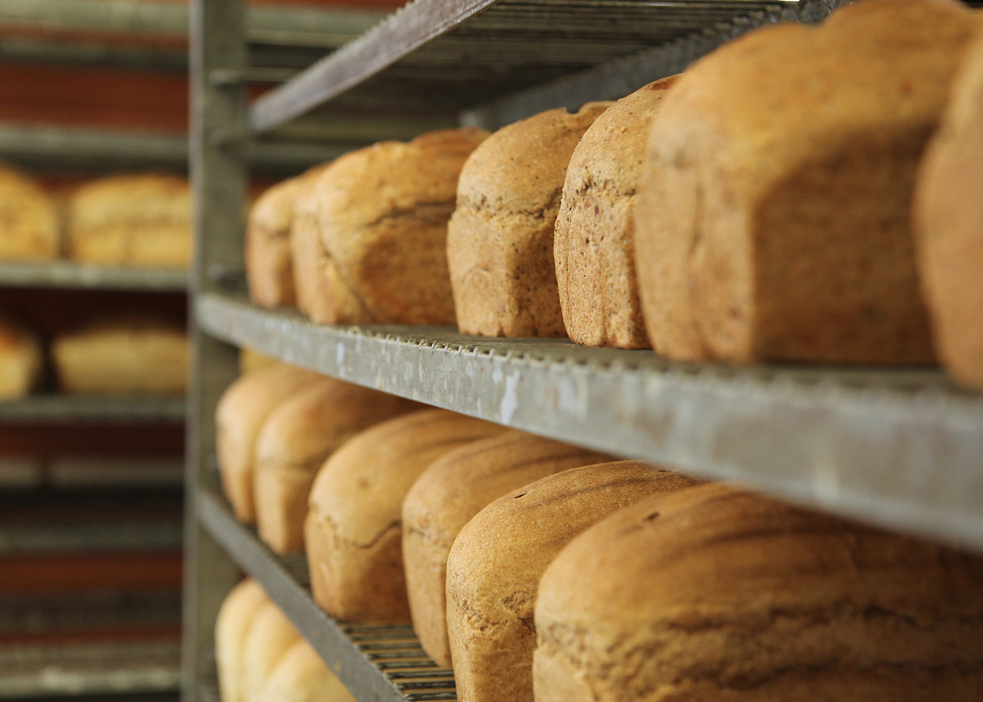 Racks of freshly baked Great Harvest whole grain sandwich loaves cooling in the Cary bakery